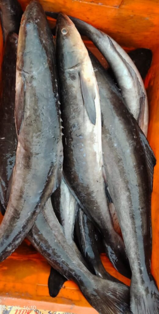 Viraal Meen