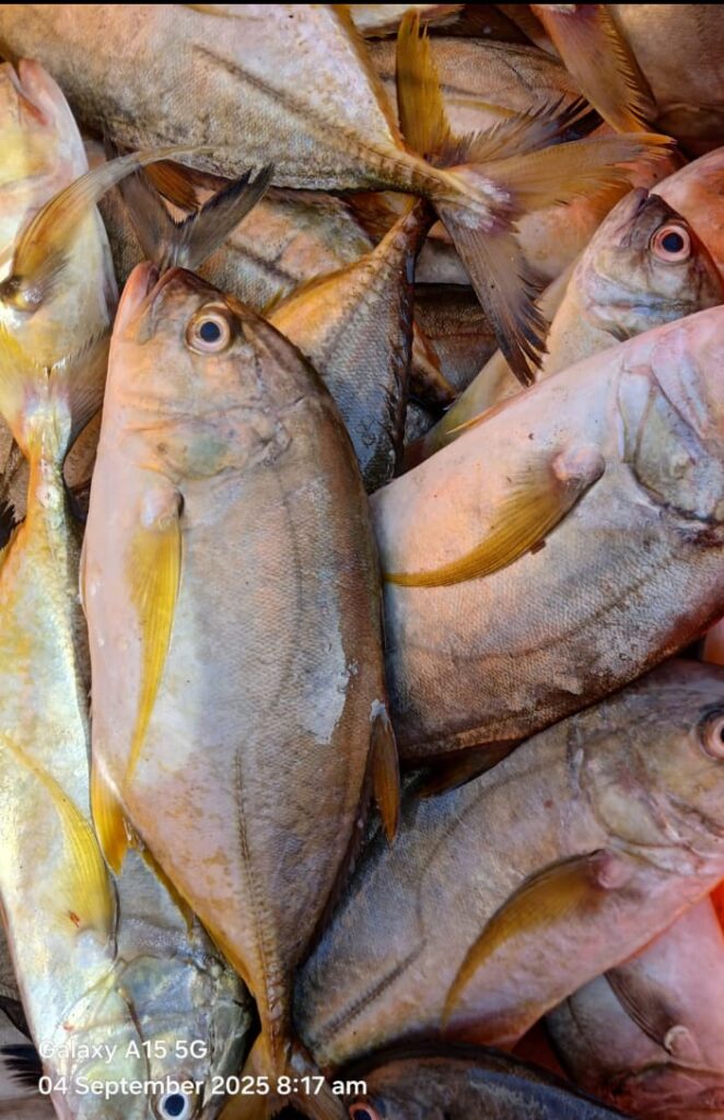 Manjai Paarai Meen