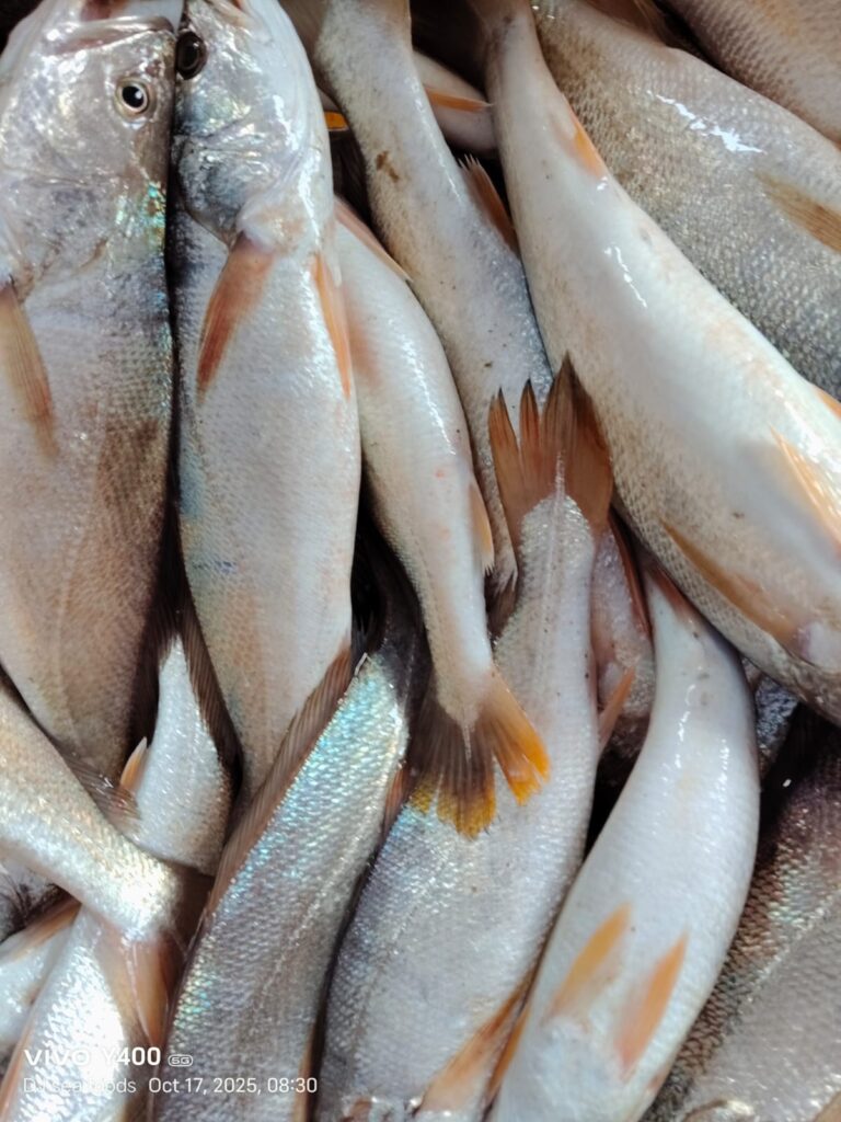 Big Salmon Meen