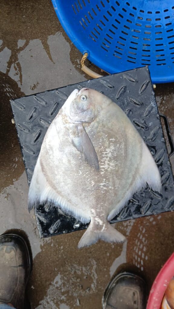 White Vaaval